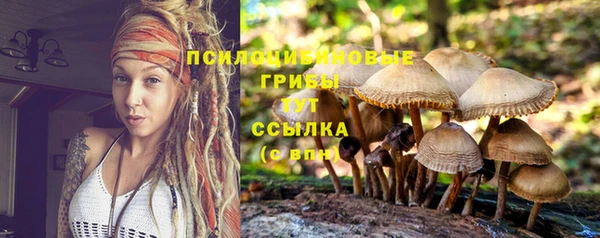 spice Аркадак